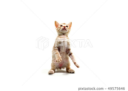 上升小貓 上升小貓 49575646