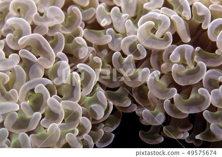 珊瑚息肉了 49575674