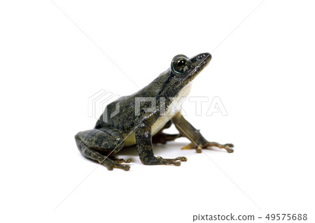 Red-headed frog 49575688
