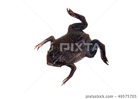 Wolf frog 49575705