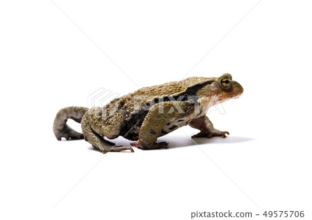 蟾蜍 49575706