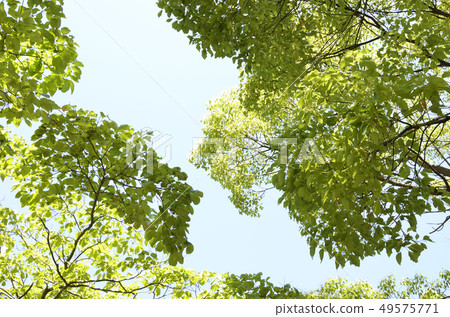 Camphor tree and blue sky 49575771