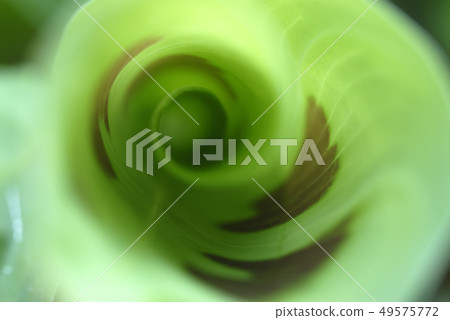 Close-up of leaves 49575772