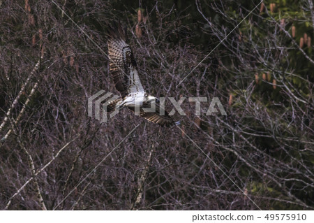 Osprey (Pandion haliaetus) 49575910