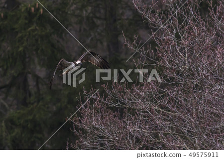 Osprey (Pandion haliaetus) 49575911