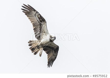 Osprey (Pandion haliaetus) 49575912