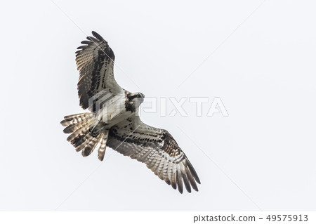 Osprey  (Pandion haliaetus) 49575913