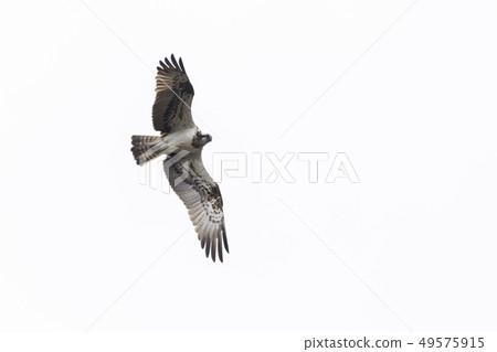 Osprey (Pandion haliaetus) 49575915