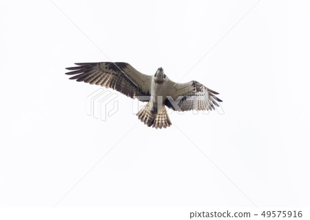 Osprey (Pandion haliaetus) 49575916