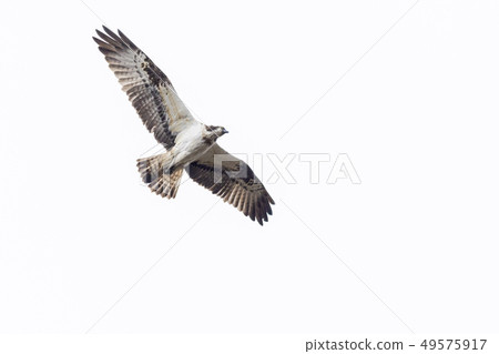 Osprey (Pandion haliaetus) 49575917