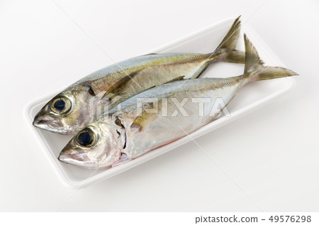 Horse mackerel, Toppak, Gachu Horse mackerel, Toppak, Gachu 49576298