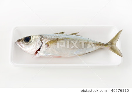 馬鯖魚，Toppak，Gachu 49576310