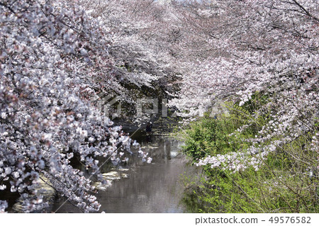 Cherry tree in full bloom  49576582