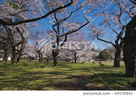 Cherry blossoms at Koganei Park Cherry blossoms at Koganei Park 49576942