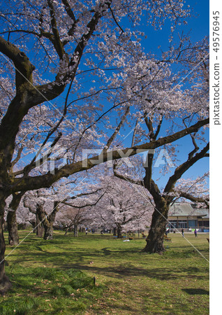 Cherry blossoms at Koganei Park Cherry blossoms at Koganei Park 49576945