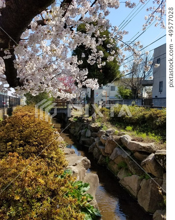 Senkawa Kamisui and Sakura (Nerima-ku, Tokyo Sekicho Minami 3-chome) Senkawa Kamisui and Sakura (Nerima-ku, Tokyo Sekicho Minami 3-chome) 49577028