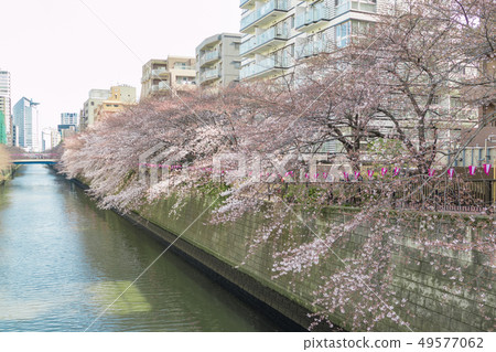 [目黑河大花南染美吉野] 49577062