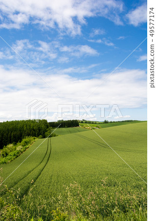 Green wheat field and blue sky in early summer 49577174