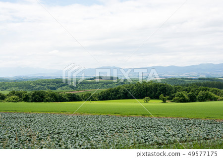 Green wheat field and vegetable field 49577175