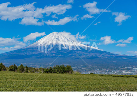 A tea field in Fuji City, Shizuoka Prefecture Iwamotoyama A tea field in Fuji City, Shizuoka Prefecture Iwamotoyama 49577832