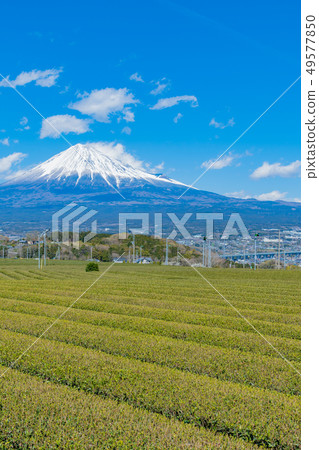 靜岡縣岩武山市富士市的茶園 靜岡縣岩武山市富士市的茶園 49577850