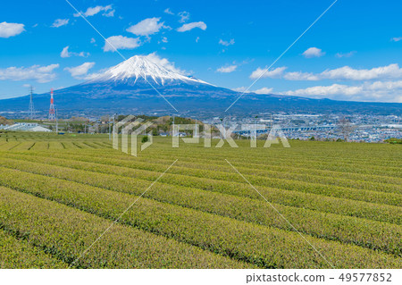 靜岡縣岩武山市富士市的茶園 靜岡縣岩武山市富士市的茶園 49577852