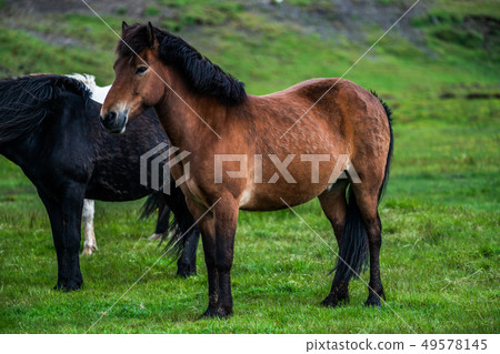 Icelandic horse in scenic nature of Iceland. 49578145