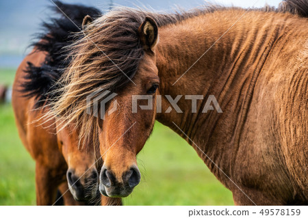 Icelandic horse in scenic nature of Iceland. 49578159