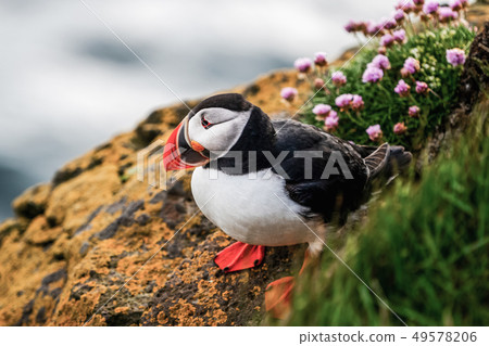 Wild Atlantic puffin seabird in the auk family. 49578206