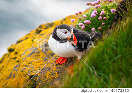 Wild Atlantic puffin seabird in the auk family. Wild Atlantic puffin seabird in the auk family. 49578210