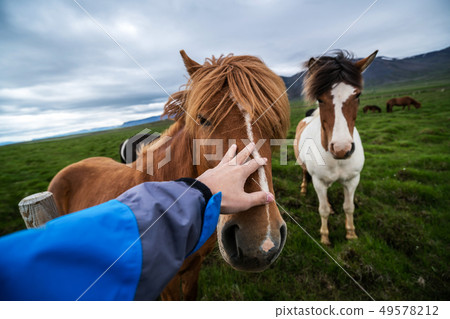 Icelandic horse in scenic nature of Iceland. Icelandic horse in scenic nature of Iceland. 49578212