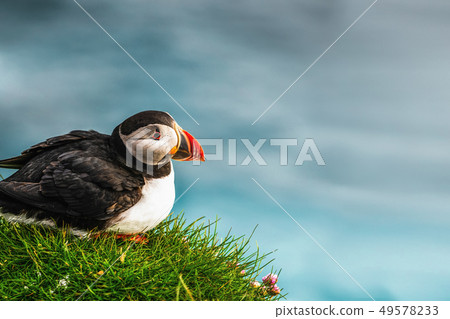 Wild Atlantic puffin seabird in the auk family. 49578233