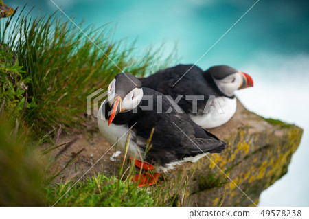 Wild Atlantic puffin seabird in the auk family. Wild Atlantic puffin seabird in the auk family. 49578238