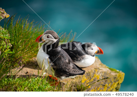 Wild Atlantic puffin seabird in the auk family. 49578240