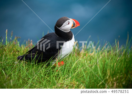 Wild Atlantic puffin seabird in the auk family. 49578251