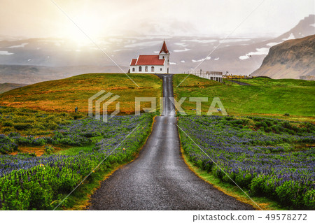 Ingjaldsholl church in Iceland and lupine flowers Ingjaldsholl church in Iceland and lupine flowers 49578272