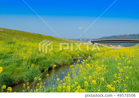 Rape blossoms Spring stream in full bloom Rape blossoms Spring stream in full bloom 49578506