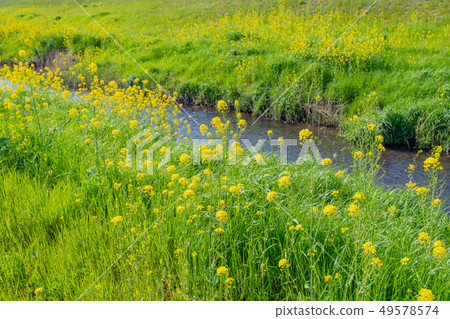 Rape blossoms Spring stream in full bloom Rape blossoms Spring stream in full bloom 49578574