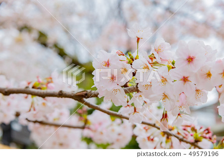 Cherry blossoms in Tokyo Chidorigafuchi Cherry blossoms in Tokyo Chidorigafuchi 49579196