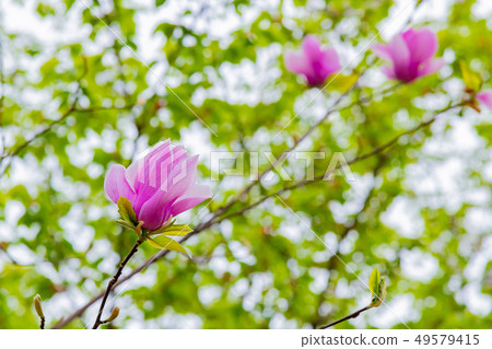 Purple magnolia Tokyo Chidorigafuchi Purple magnolia Tokyo Chidorigafuchi 49579415