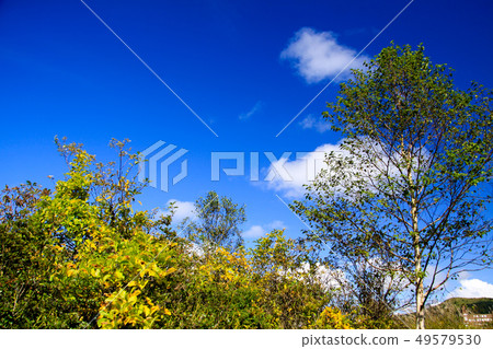 Hachijigahara Marsh 49579530