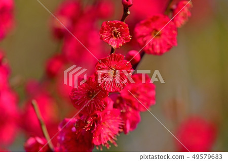 Red plum blossoms in full bloom 49579683