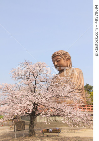 Yorakuen大佛春天 Yorakuen大佛春天 49579694