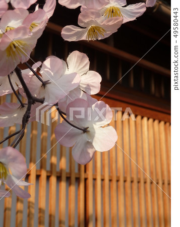 Kyoto Spring Kyoto Spring 49580443