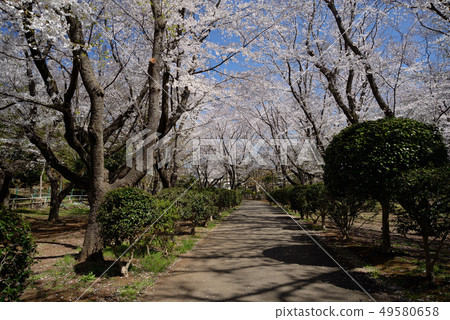 櫻花盛開的船橋北白塔附近公園 49580658