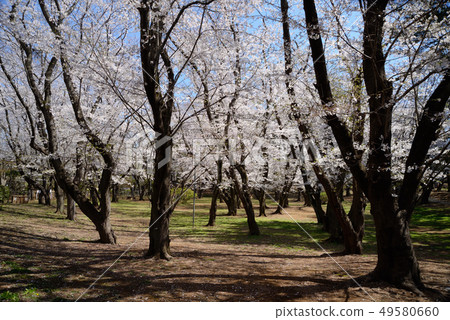 櫻花盛開的船橋北白塔附近公園 櫻花盛開的船橋北白塔附近公園 49580660
