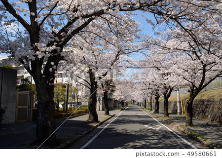 在船橋市Narashinodai 3丁目的一排櫻桃樹 49580661