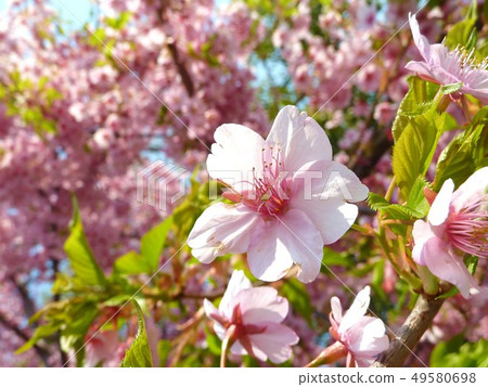 Sakura in full bloom Sakura in full bloom 49580698