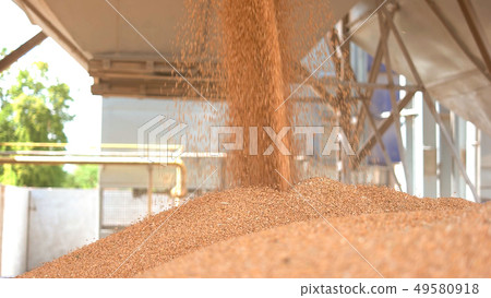 Grains fall from a container. Grains fall from a container. 49580918