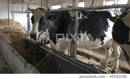 Cows in stall. Cows in stall. 49581098